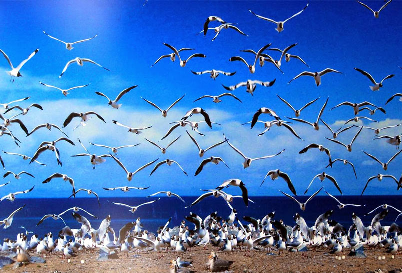 The Bird Island of Qinghai Lake