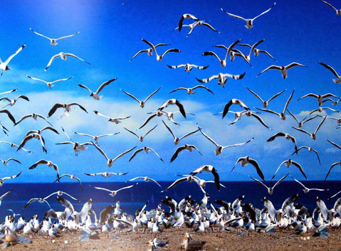 The Bird Island of Qinghai Lake