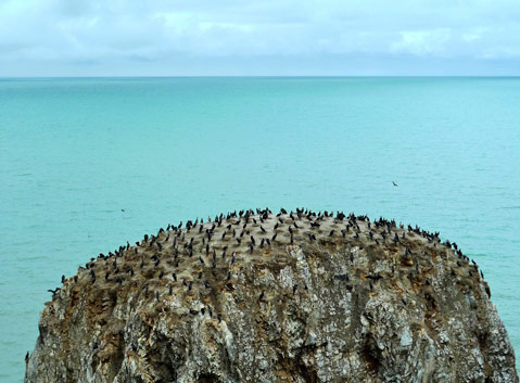 The Bird Island of Qinghai Lake