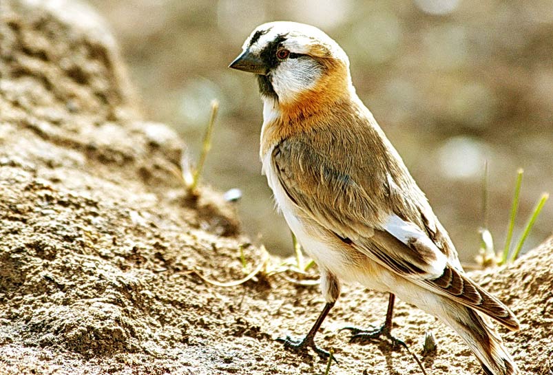 The Bird of Bird Island of Qinghai Lake