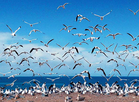 Birds Island