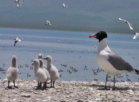 The Birds of Bird Island Scenic Spot