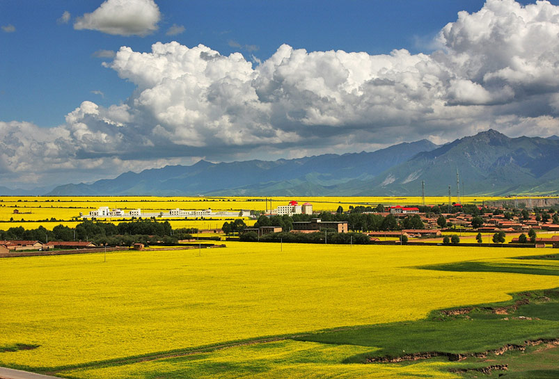 Menyuan Rape Flowers