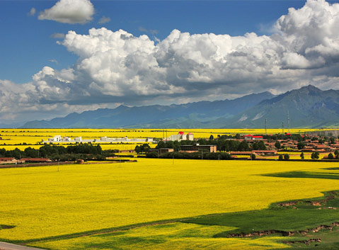 Menyuan Rape Flowers