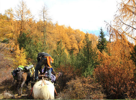 The Stunted Boskage in Autumn