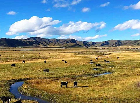 Hongyuan Grassland