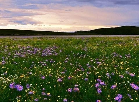 Hongyuan Grassland