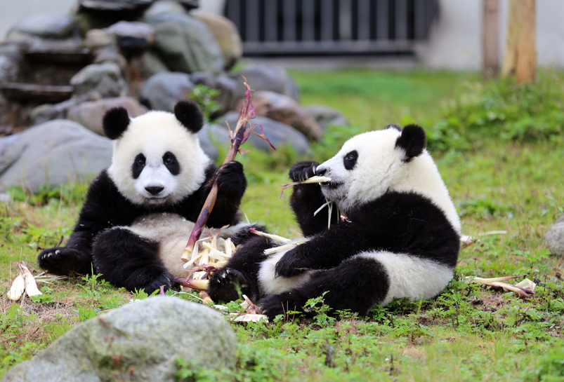 See adorable giant pandas up close at Wolong Panda Base