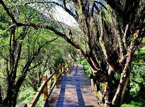 Mount Siguniang Changping Valley Trekking