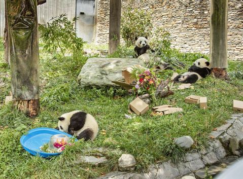 Giant panda at Wolong Shenshuping Panda Base in Sichuan
