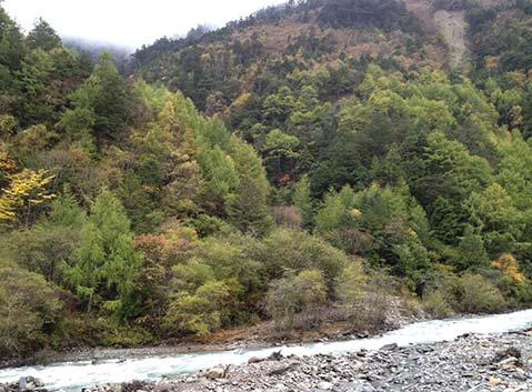 Wolong Valley