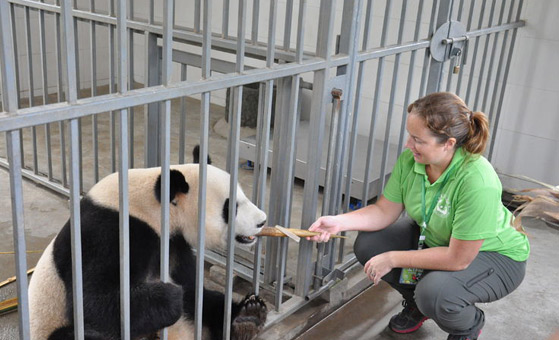 3 Days Chengdu & Bifengxia Panda Volunteer Tour