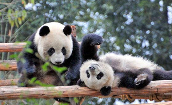 3 Days Chengdu Highlights & Giant Panda Tour