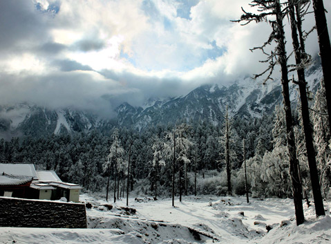 Forest in Hailuogou Valley
