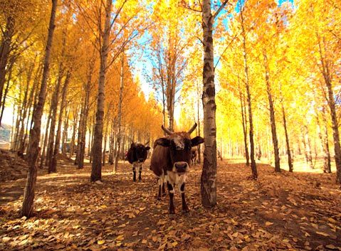 Xinduqiao Golden Terek Bostan in Autumn