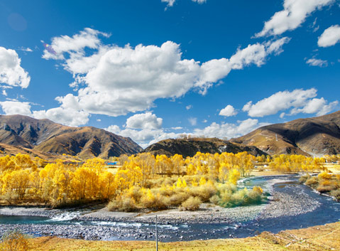 Xinduqiao Golden Terek Bostan in Autumn