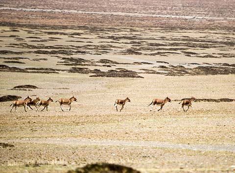 Pangong tso Wild Animals