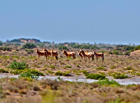 Kala Maili Ungulates Nature Reserve