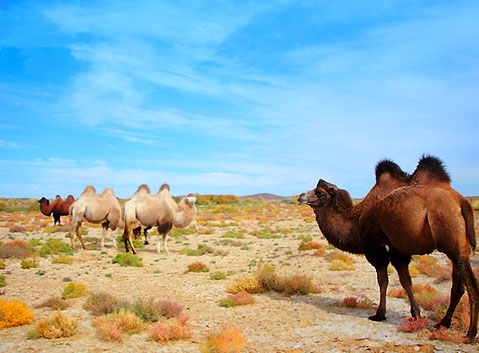Kala Maili Ungulates Nature Reserve
