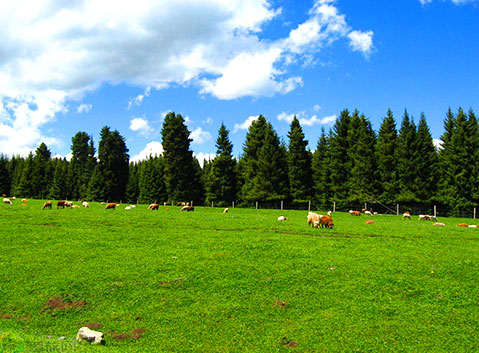 Southern Pasture