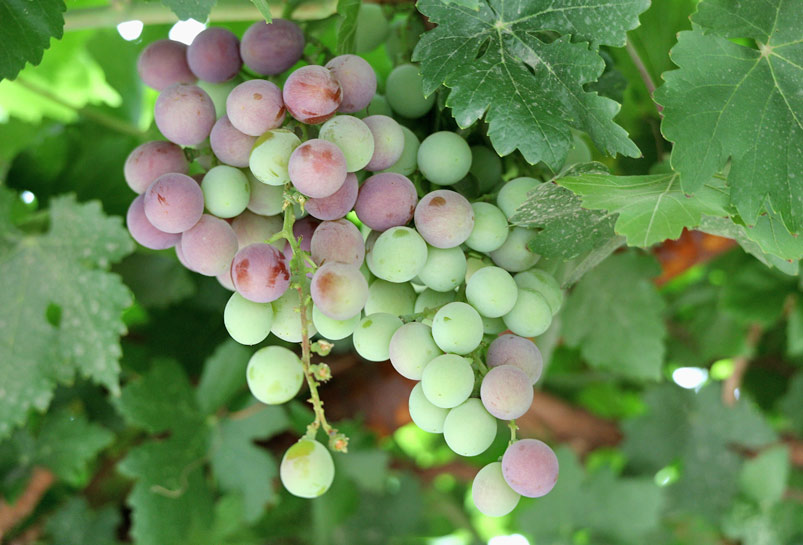 The Grape of the Grape Valley in Turpan