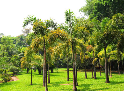 Xishuangbanna Tropical Botanical Garden