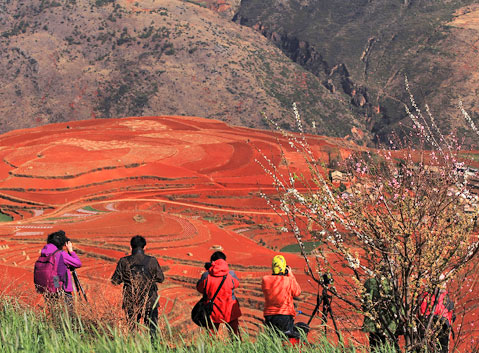Dongchuan Red Land/ Soil