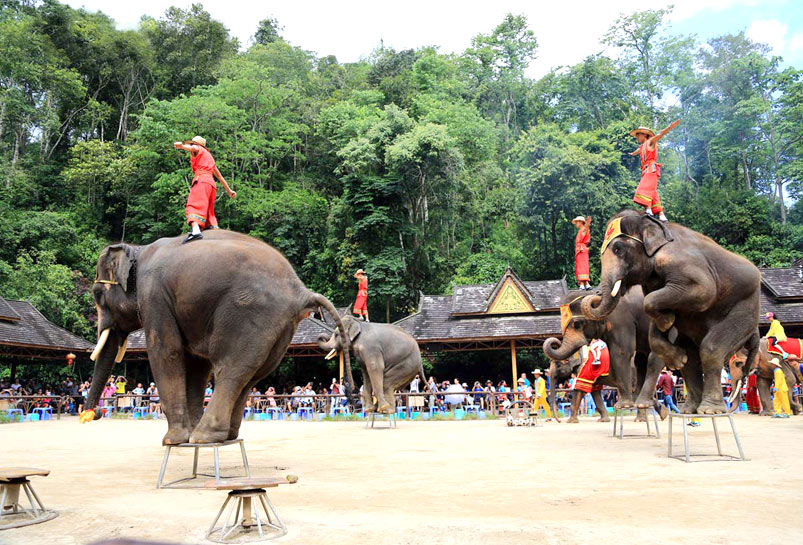 The Elephant Performance in Wild Elephant Valley