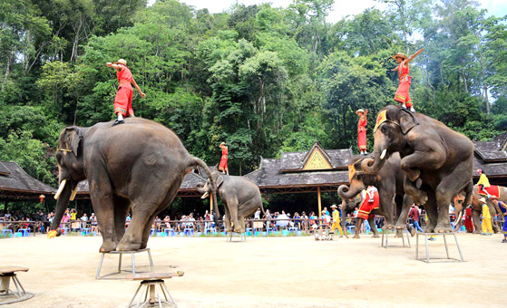 6 Days Kunming Xishuangbanna Highlights Tour