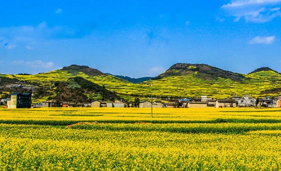 5 Days Yunnan Luoping Golden Canola Flower Tour