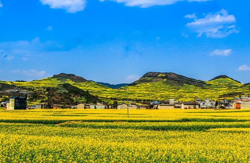 Yunnan Luoping Canola Flower Sea