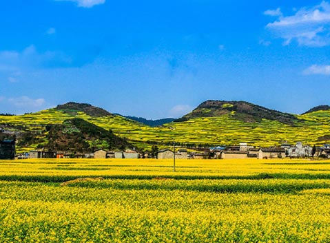 Golden Canola Flower in Luoping, Yunnan