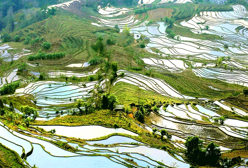 Yuanyang Rice Terraces