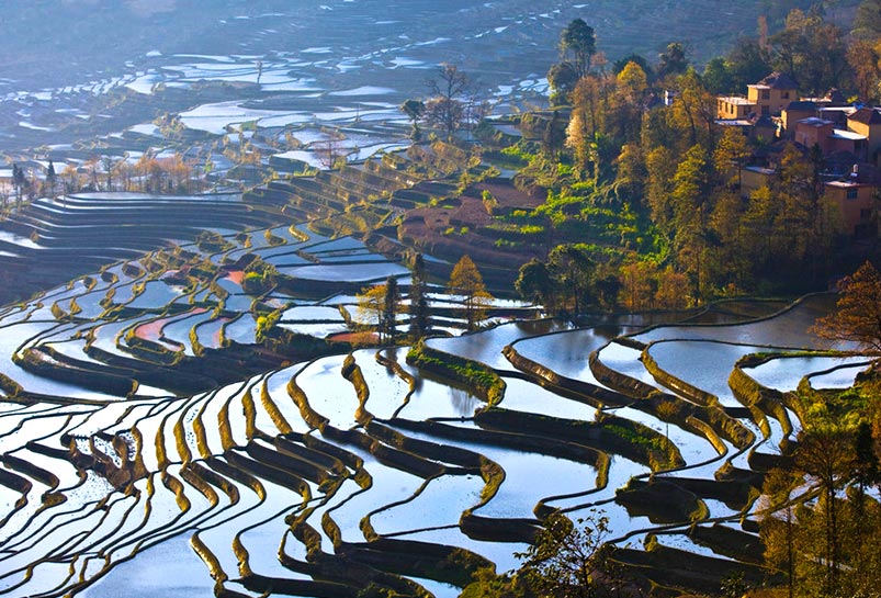 The Yuanyang Rice Terraces