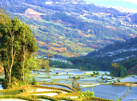 Yuanyang Rice Terraces
