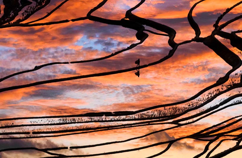 Yuanyang Rice Terraces