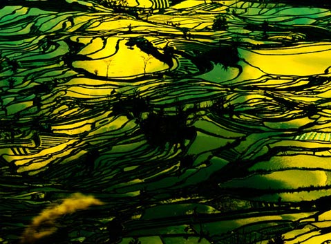 Yuanyang Rice Terraces
