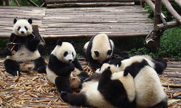 Chengdu Panda Tour