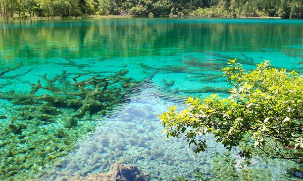  The crystal-look lake in Jiuzhaigou 