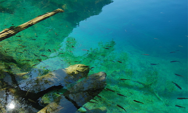The fish is swimming in the lake in Jiuzhaigou