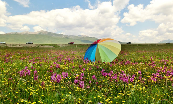 Colorful wild flowers along the way