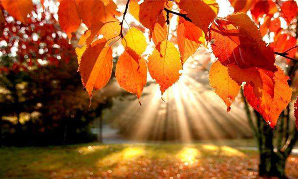  the red leaves in Miyaluo 