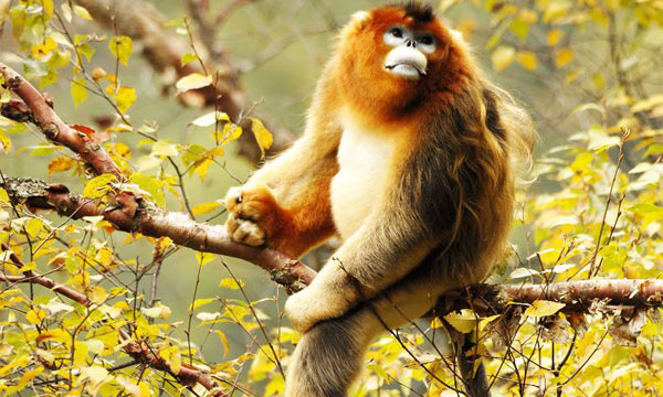 lovely monkey in Jiuzhaigou
