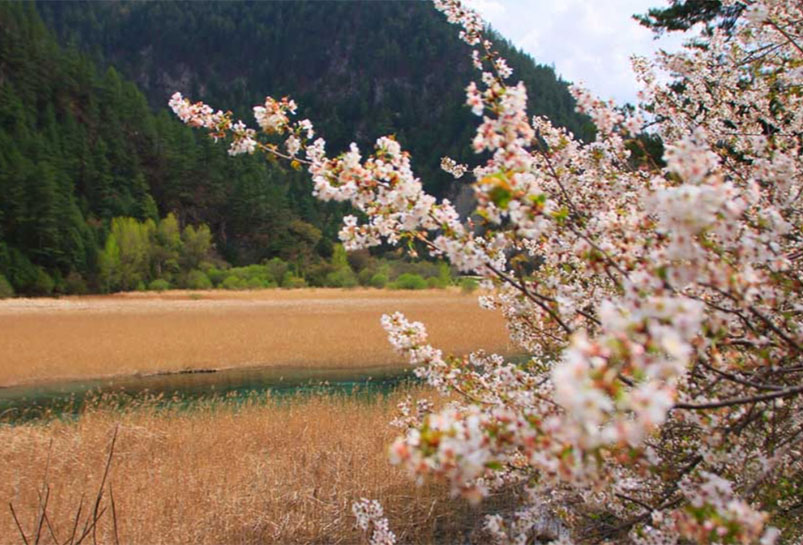 Jiuzhaigou Reed Sea