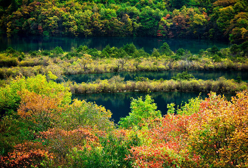 Jiuzhaigou Shuzheng Forest