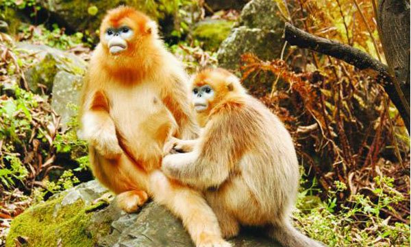  the Sichuan golden monkeys in Jiuzhaigou