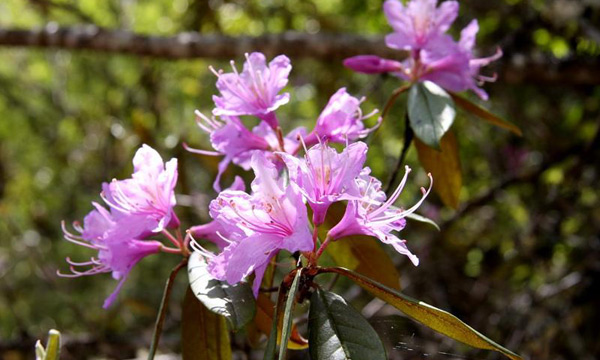 The plant Dujuan in Jiuzhaigou