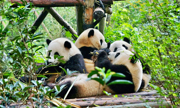 Giant pandas at the Chengdu Research Base of Giant Panda Breeding