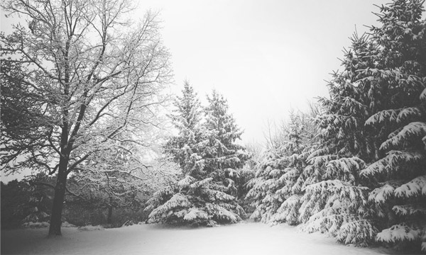 White fairyland under a limited budget
