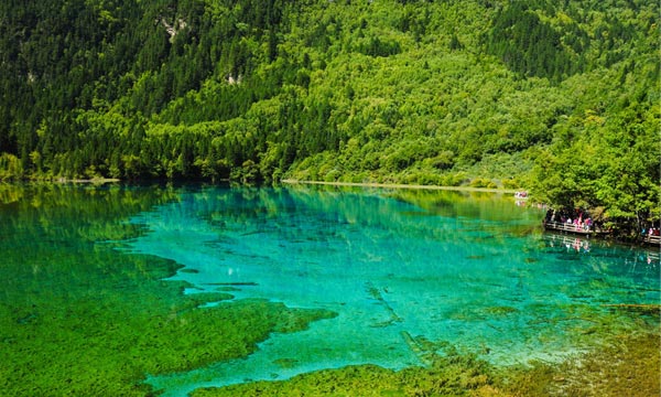 The wonderful world of green in Jiuzhaigou